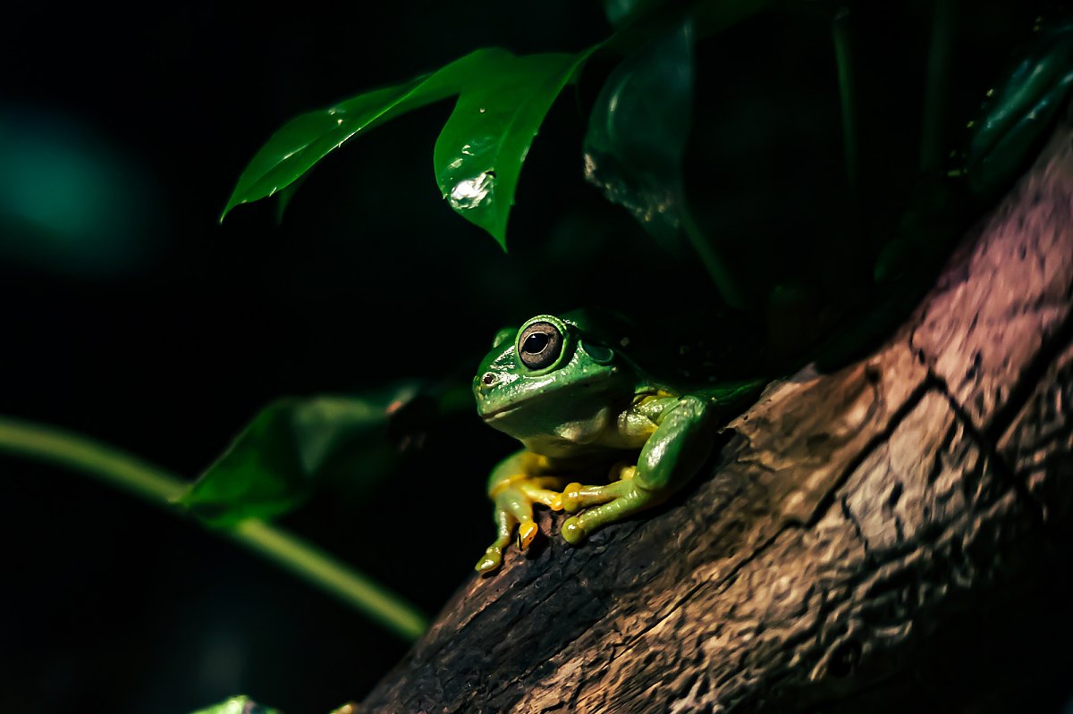 green frog