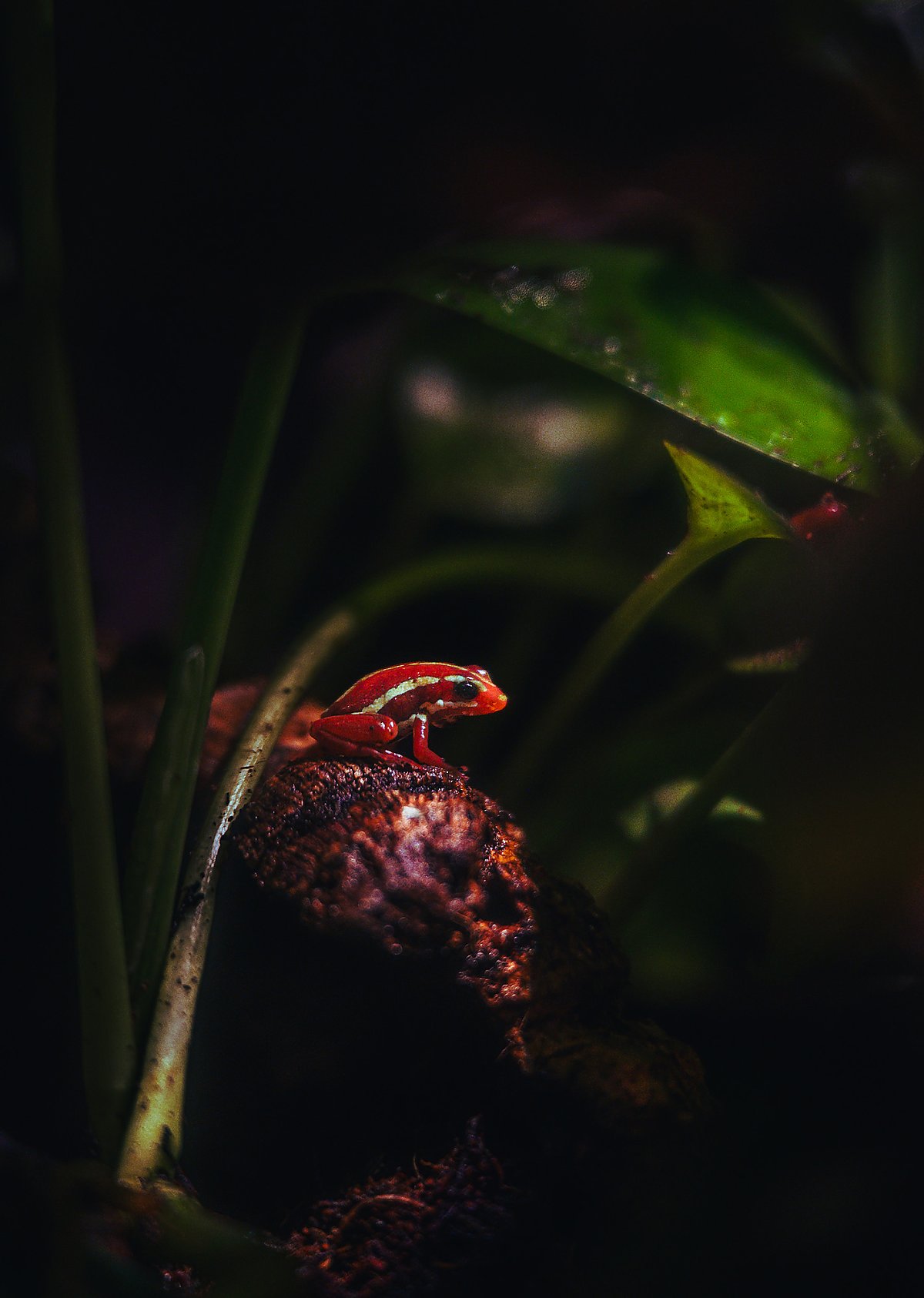 striped frog sits on a log with a dramatic shaft of light upon it