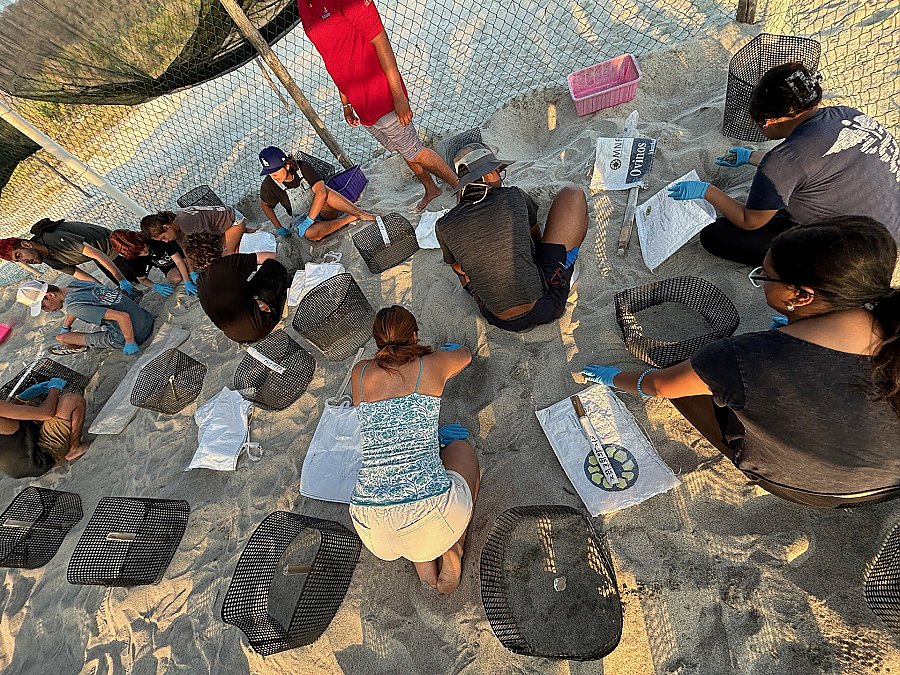 A group of people kneeling in the sand inspecting turtle nests