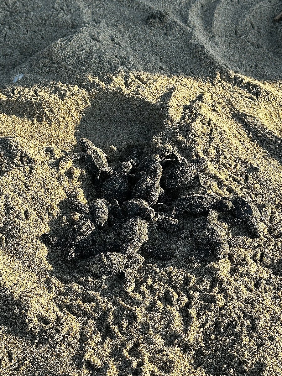 Olive ridley turtle hatchlings emerging from a nest
