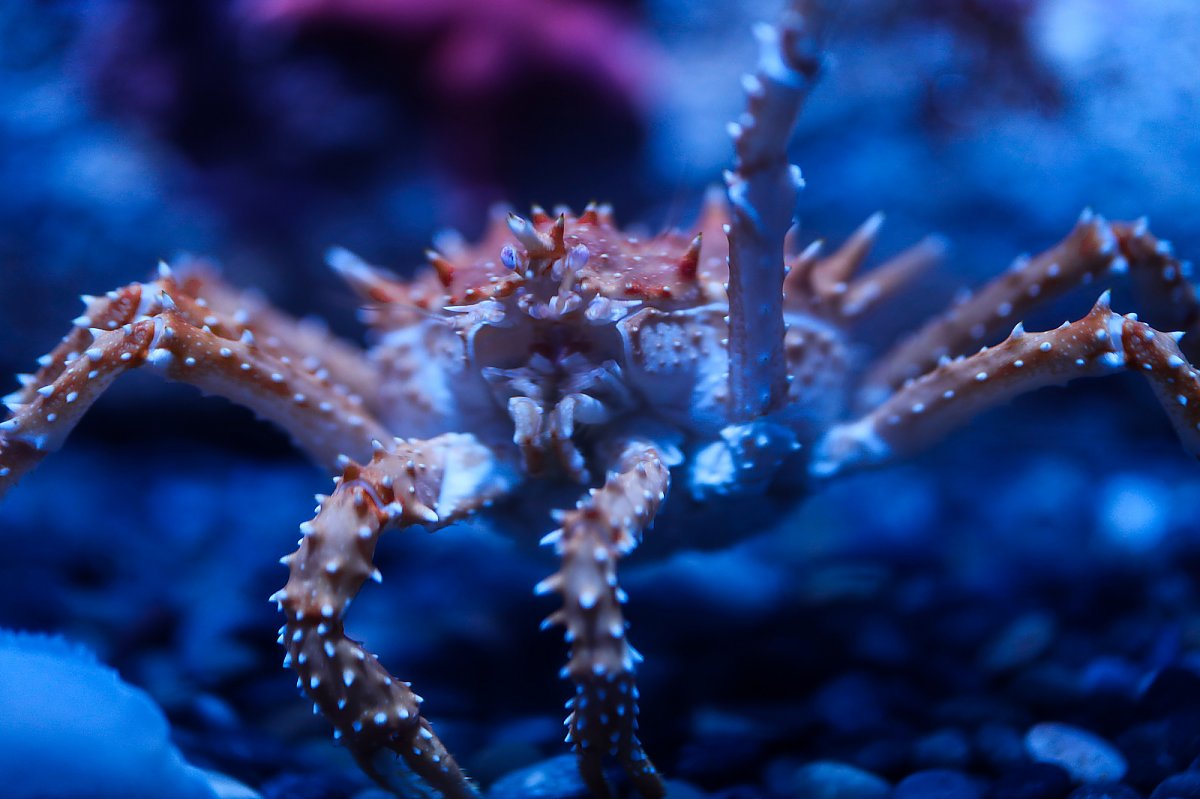 crab close-up