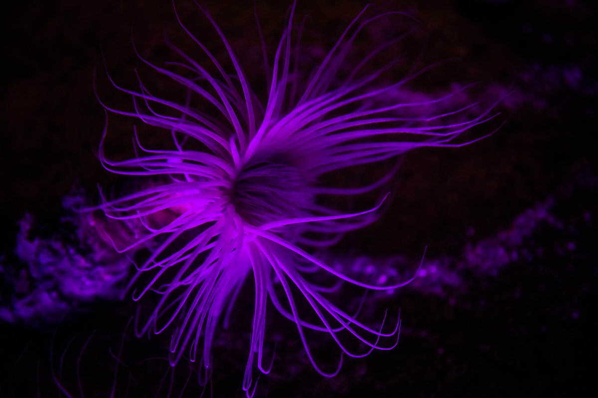 anemone in the dark