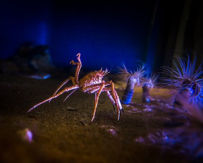 crab and anemones - thumbnail