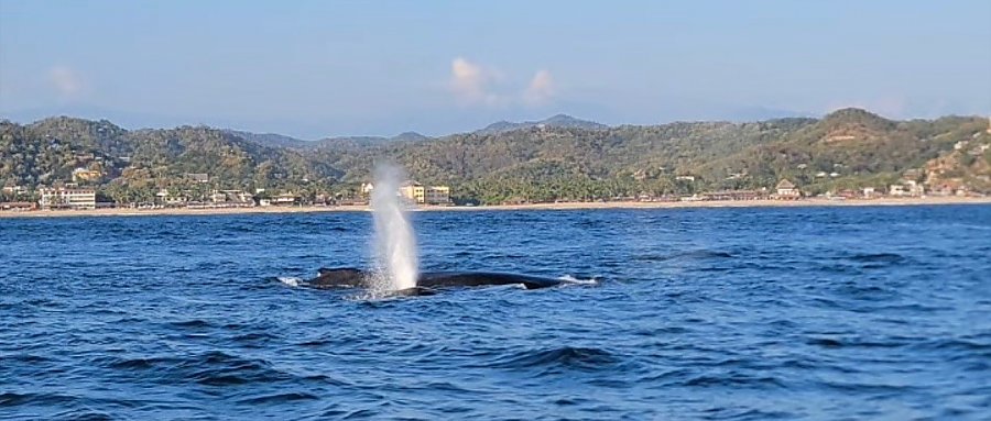 Humpback whales surfacing