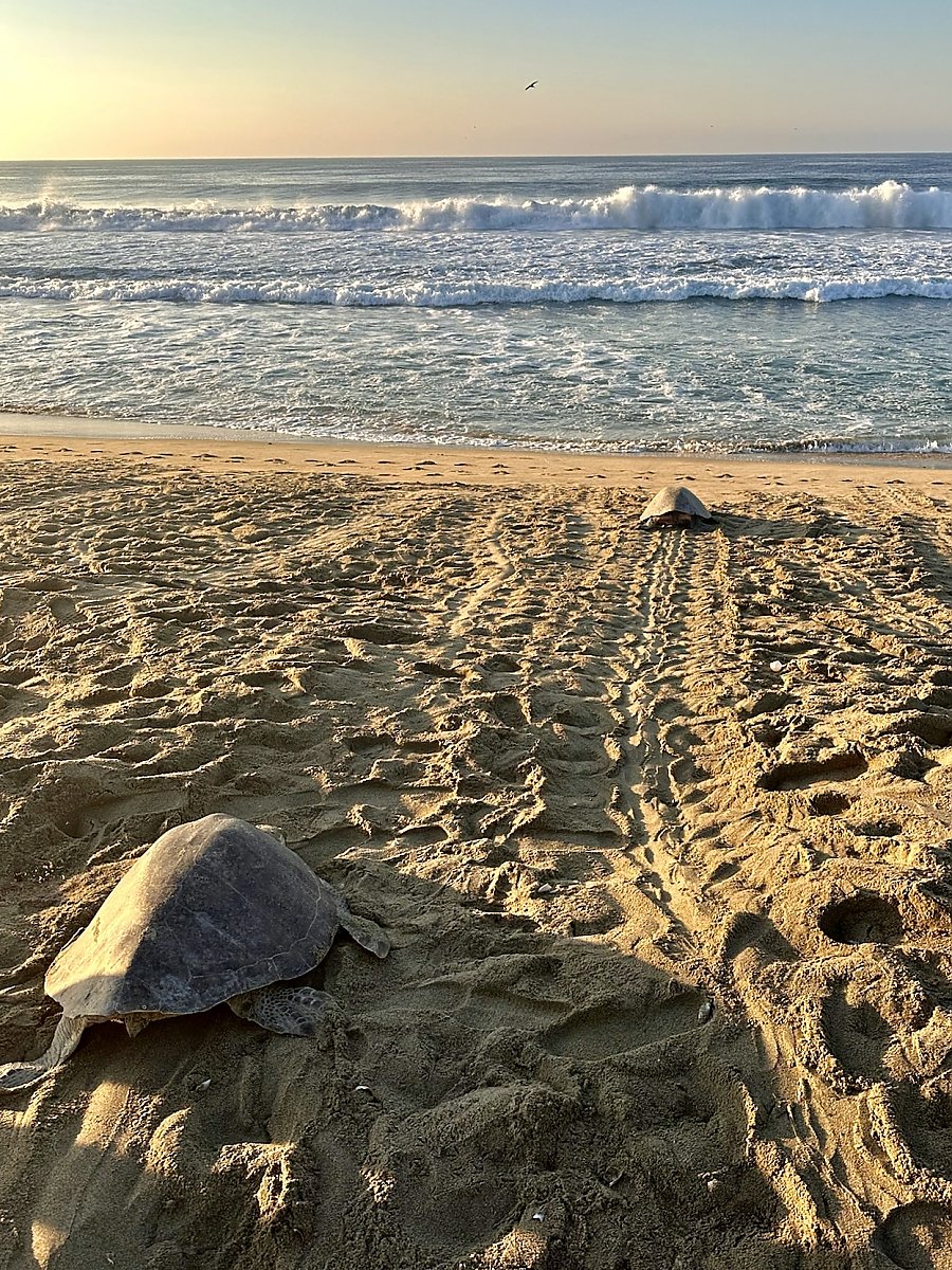 Adult sea turtles going to the ocean