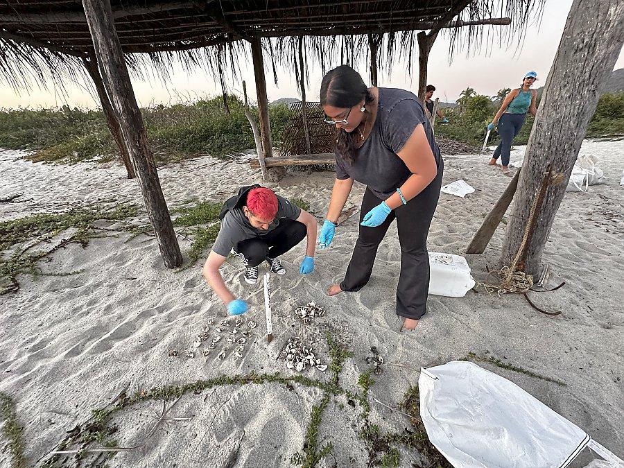 Two people inspecting unhatched turtle eggs