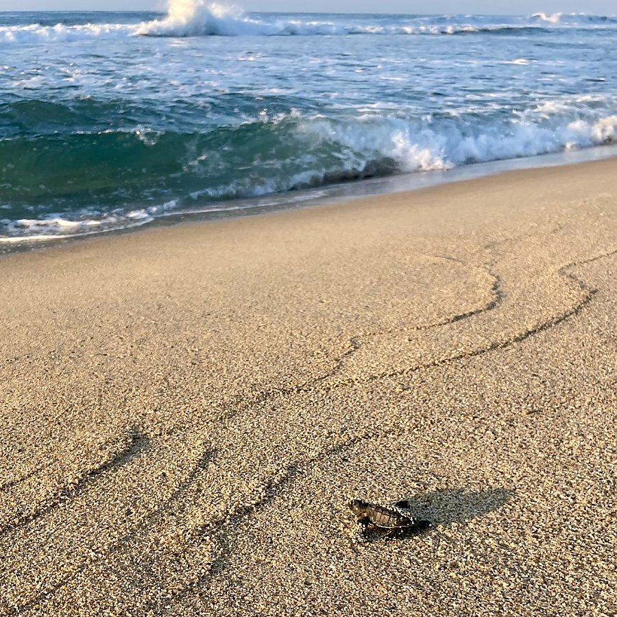 A small hatchling heading towards the ocean