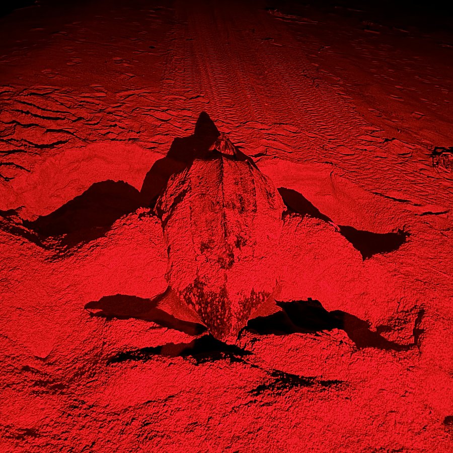 A leatherback sea turtle illuminated by a red light at night