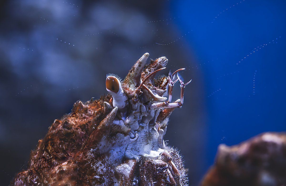 crab close-up