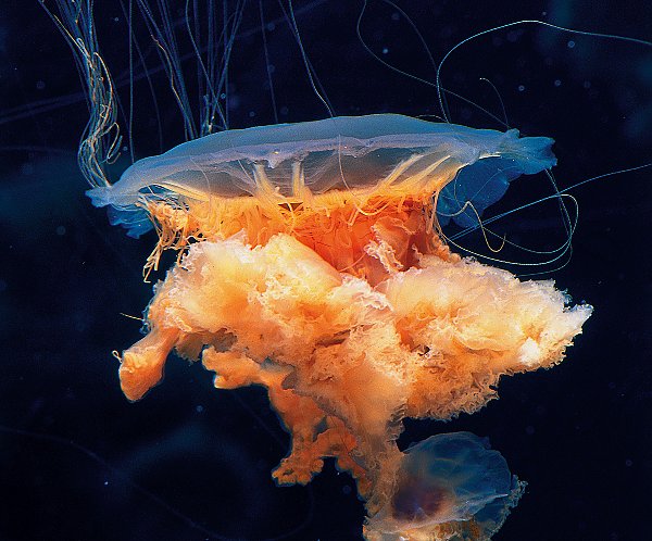 Lion's Mane Jelly | Online Learning Center | Aquarium of the Pacific