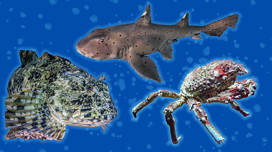 composite image of a cabezon fish, horn shark and a sheep crab with a blue bground