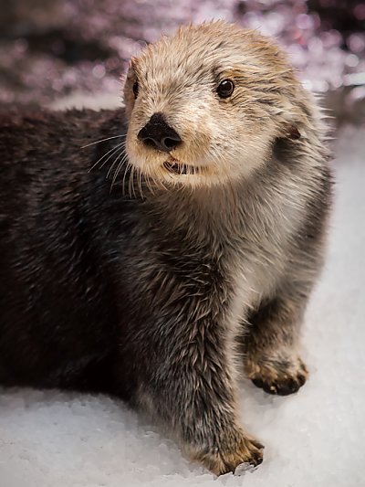 Maggie sea otter smiling - thumbnail