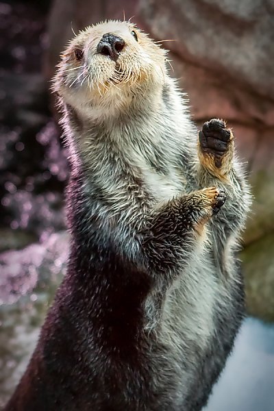 Maggie sea otter waving - thumbnail