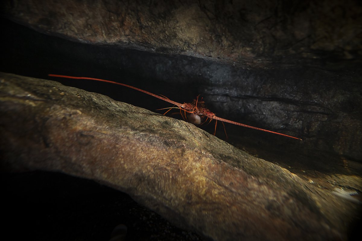 spiny lobster antennae in a cave