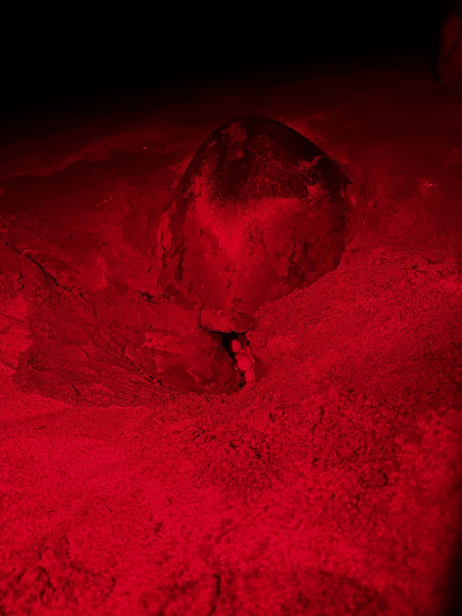 An olive ridley turtle at night illuminated by a red light