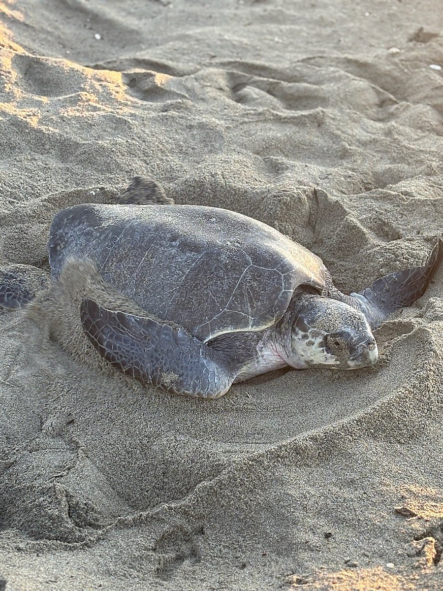 Olive ridley turtle on the beach