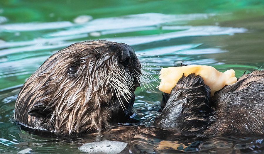 Sea otter pup swimming on his back eating fish