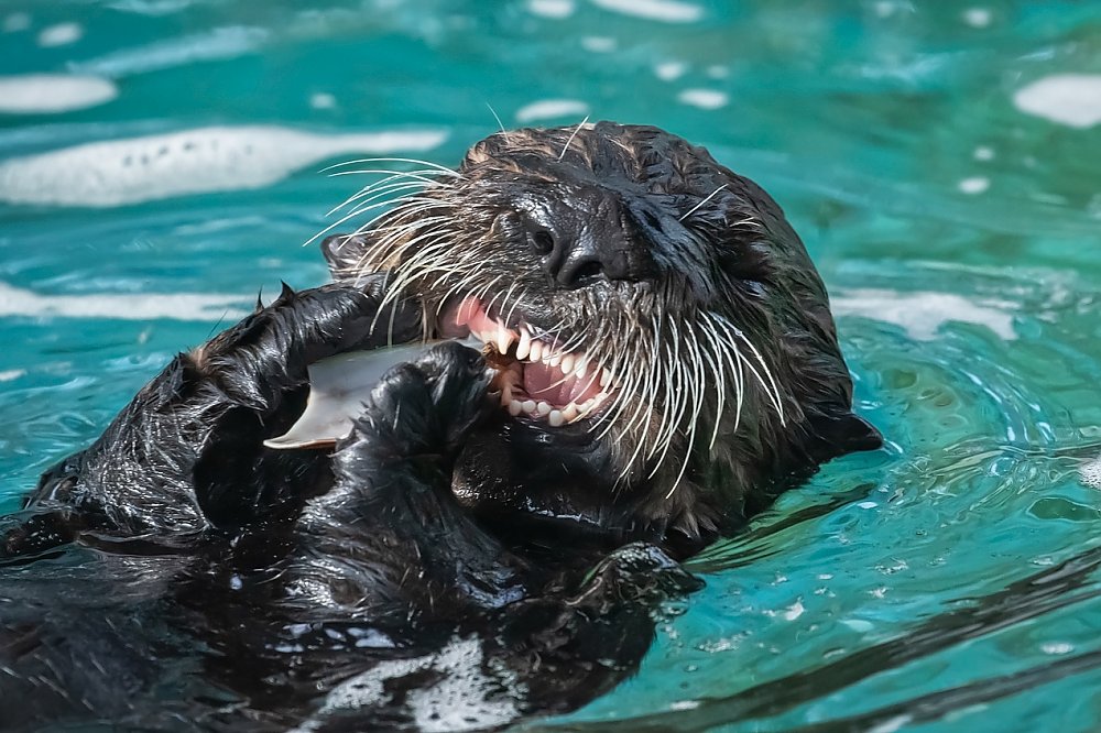 Sea otter pup chewing on food