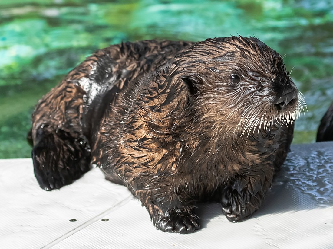Sea otter pup posing on the deck of his enclosure
