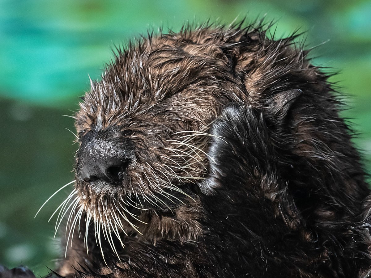 Sea otter pup touching his face