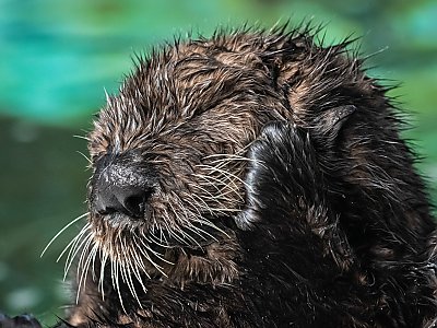 Sea otter pup touching his face - thumbnail