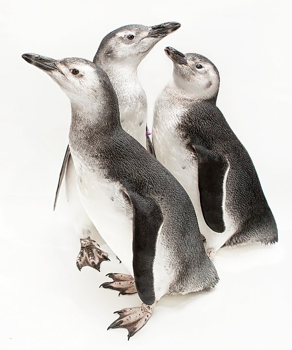 The three penguin chicks hatched in 2018 stand in a group in front of a blank white background