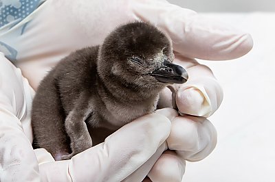 Penguin chick rests in white gloved hands - thumbnail