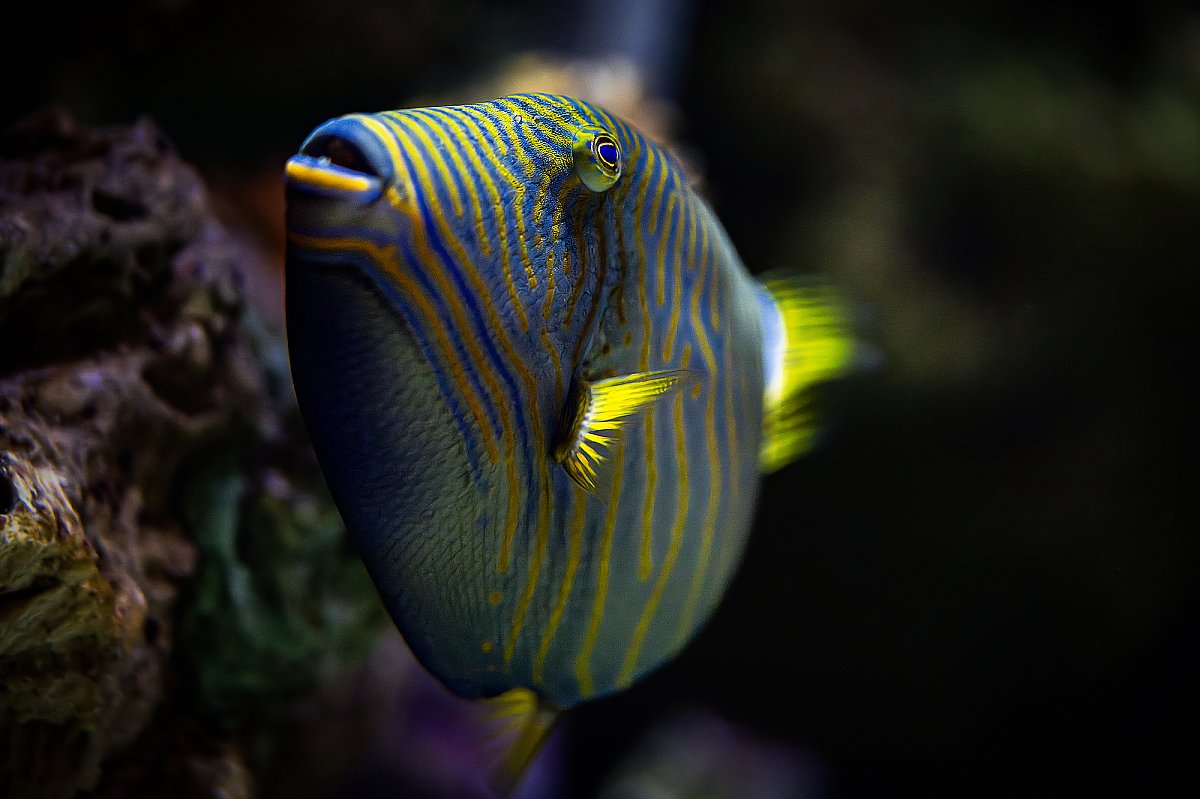triggerfish