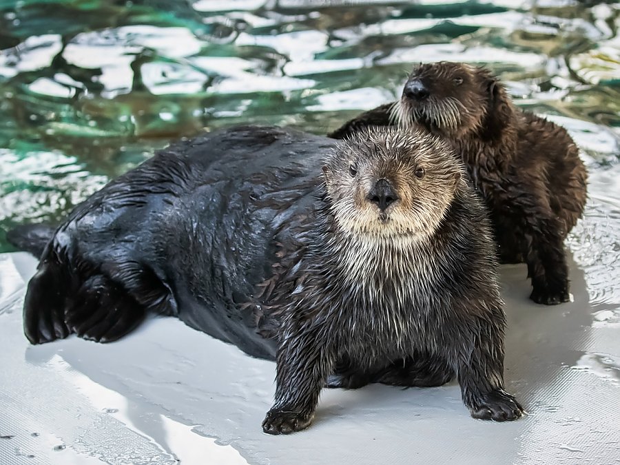 Sea otter pup next to adult sea otter Betty