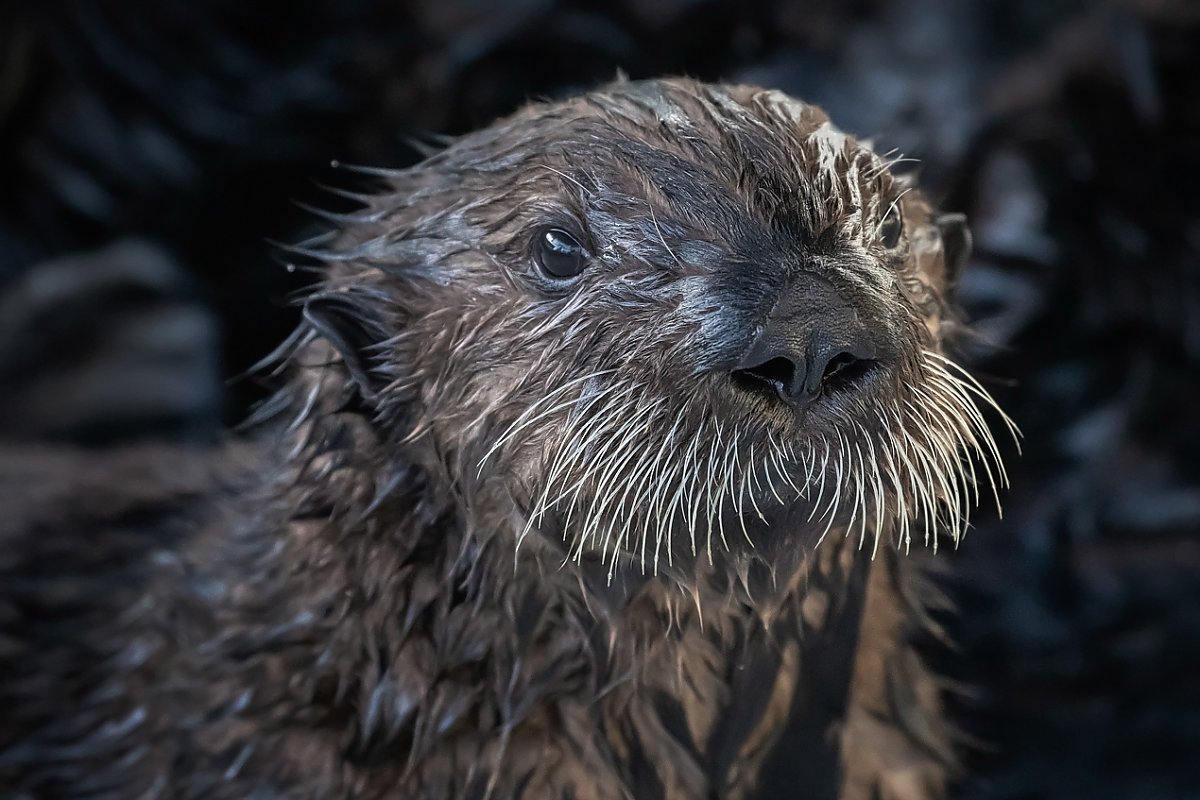Sea otter pup portrait close up on face
