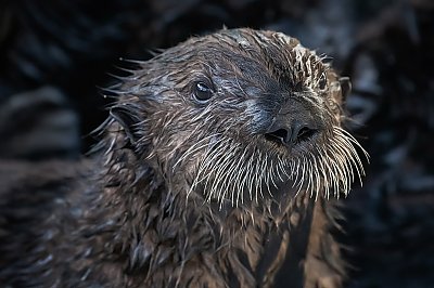 Sea otter pup portrait close up on face - thumbnail