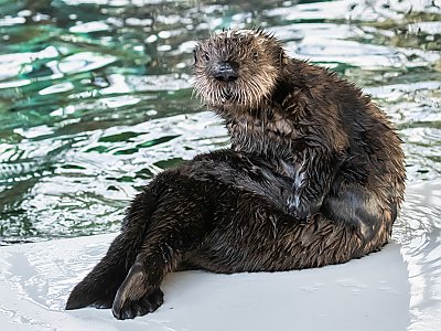 Sea otter pup sitting on the deck - thumbnail