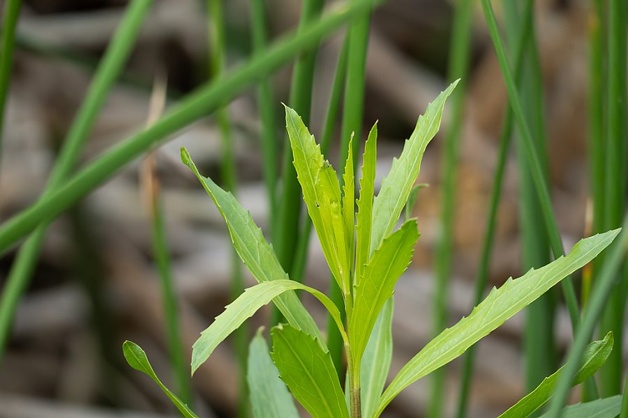 A green shrub with slender leaves