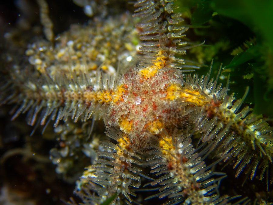 A thin yellow armed sea star with small red dots