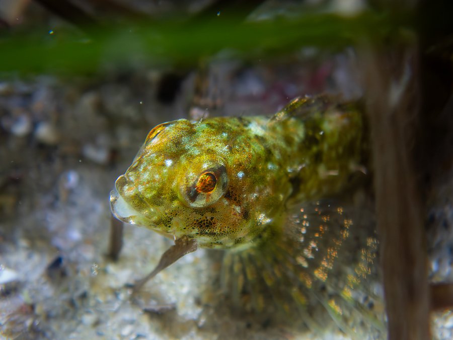close up of a speckled, yellow-green fish