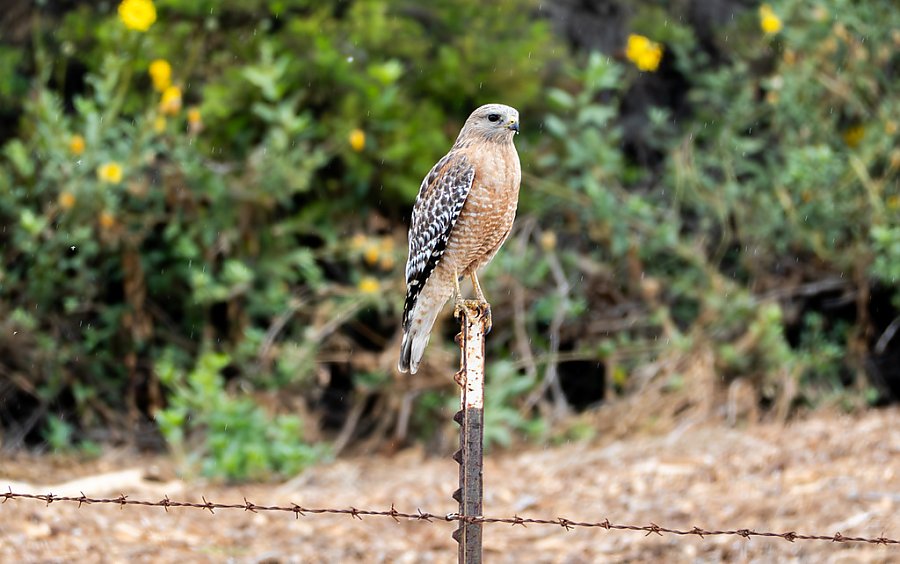 a tan-colored bird with dark feathers with white spots perches on a fence post
