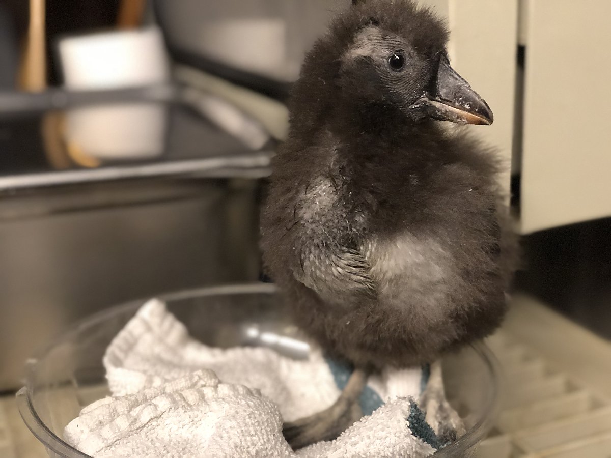 Tufted puffin chick 27 days old standing in a small bowl on a scale for weighing birds