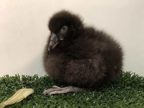 Tufted puffin chick 13 days old with black downy plumage sitting on green mat