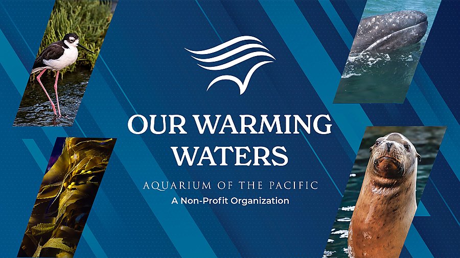 The text “Our Warming Waters” with the Aquarium logo with the text, “Aquarium of the Pacific: A Non-Profit Organization” below. Four pictures of marine animals