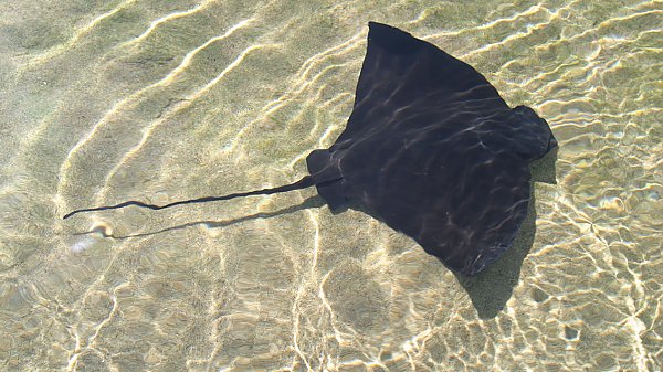 bat ray top view