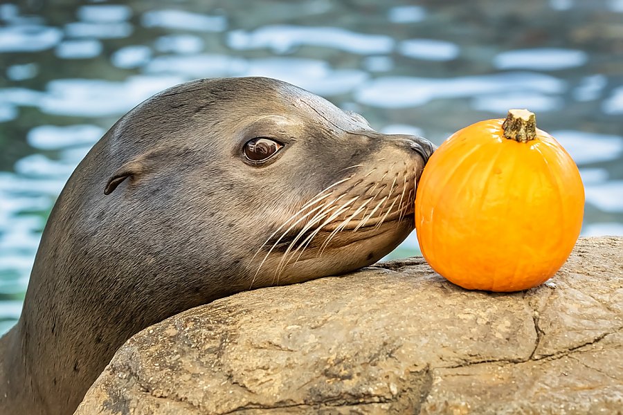 Sea lion touches pumpkin on shoreline with nose
