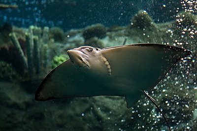 Eagle ray swims in Tropical Reef exhibit with coral in background, view of underside with mouth and eye visible - thumbnail