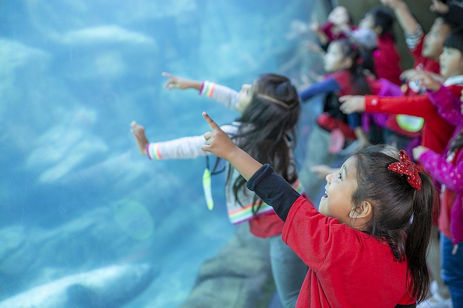 Young girl looking and pointing at Aquarium exhibit