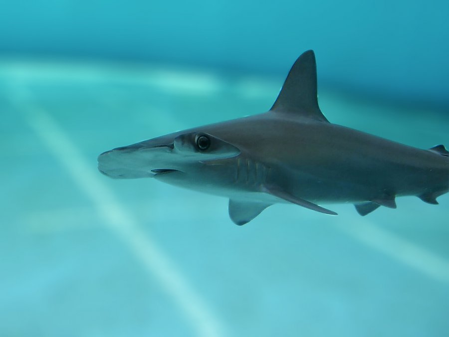 Scalloped hammerhead shark close-up view