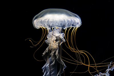 What is a Sea Jelly? | Jellies | Aquarium of the Pacific