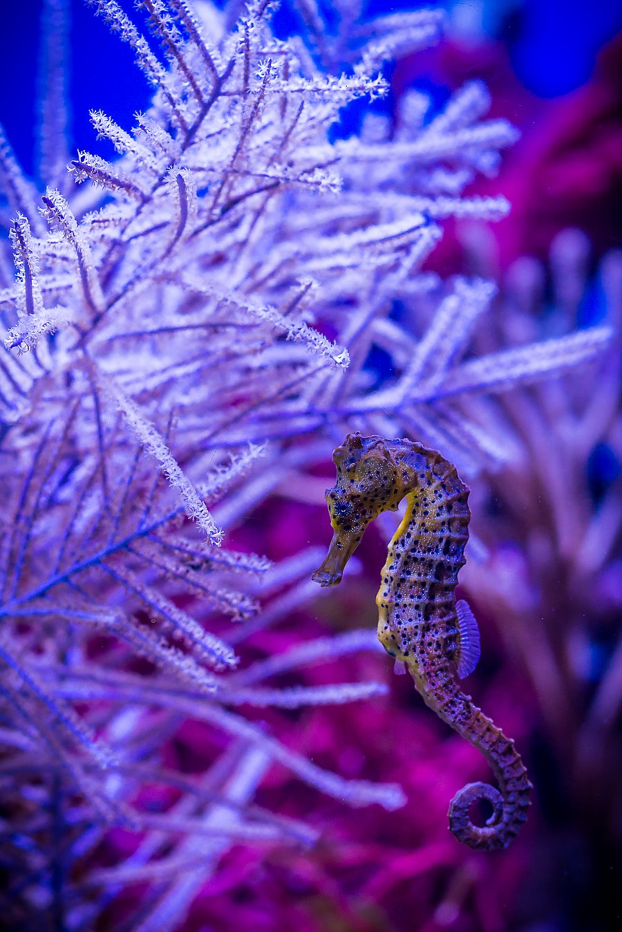 Yellow colored seahorse swims near purple tinted coral