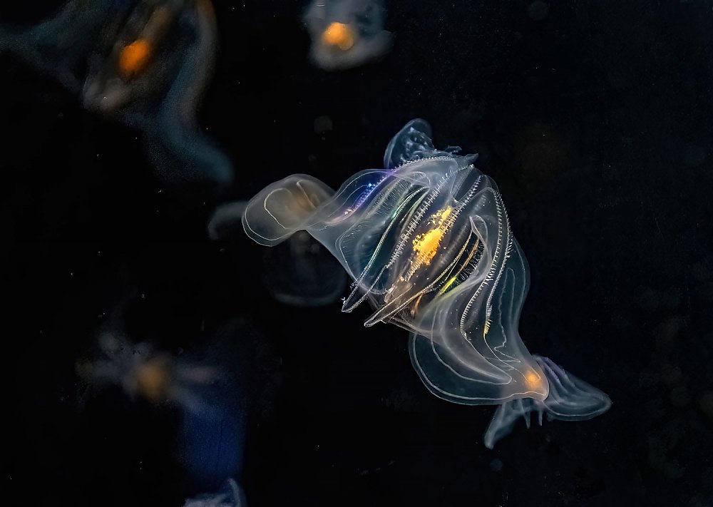 Comb jelly floats