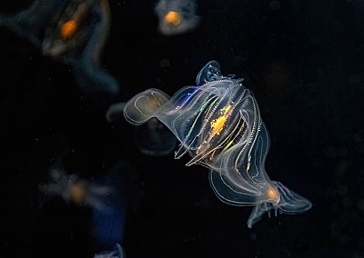 Comb jelly floats - thumbnail