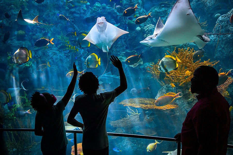 Kids and father in silhouette looking into tropical exhibit with rays swimming