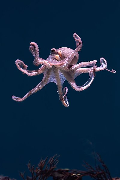 Day octopus gently floats down in exhibit - thumbnail